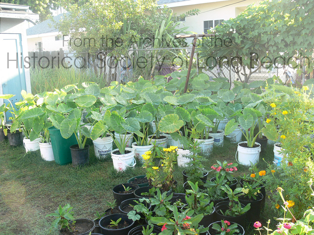 A garden in a Long Beach backyard. The common name for the plants in the white pots, is "Elephant Ear." They are a member of the taro family and are called kdat in Khmer. The plant is used in cooking and the leaves are used to wrap food. See the Gardening Guide for uses and nutritional value.