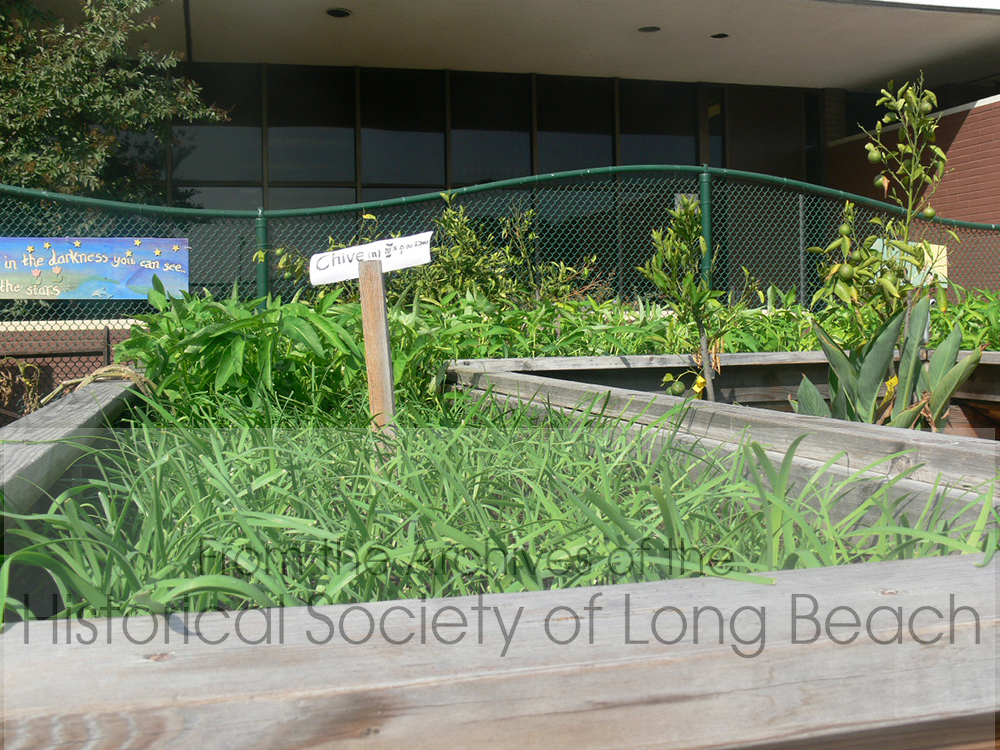 A plot of chives being grown by Cambodians at the Community Peace Garden in Long Beach, CA. See the Gardening Guide for uses and nutritional value.