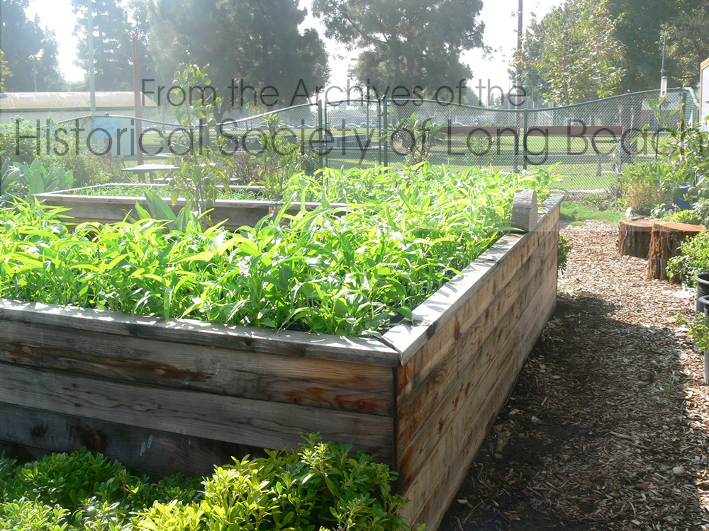 A plot of Watercress or Morning Glory at the Peace Garden in Long Beach, CA.