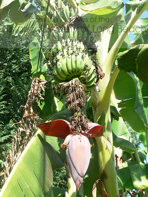 A banana plant with bananas and the plant's pink flower. The flower is used in salads. See the Gardening Guide for uses and nutritional value.